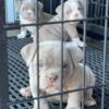 Micro exotic bully puppy