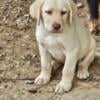 Christmas puppies Purebred Labrador puppies chocolate/black/yellow