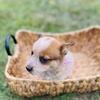 Blue&red heeler mixed puppies