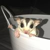 Sugar Gliders