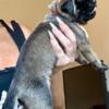 English Mastiff Puppies, Female - AKC