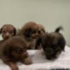 Pom/dachshund mix puppies in Oneonta ny