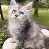 TICA registered Maine Coon kittens with blue eyes