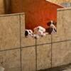 Boxer puppies 