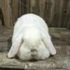 Lola Mini Lop 2 years old $30 Napoleon OH