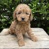 Adorable miniature Cockapoo puppies!!!