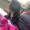 Shih tzu puppy