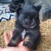 Pomeranian puppy CKC