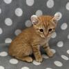 Highlander kittens super sweet 