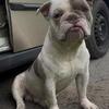 Exotic bulldog studding out