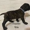 AKC English Mastiff Puppies