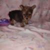 Yorkie puppies 2 girls available