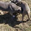 American Bully 