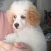 Toy Poodle Female
