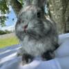 Pedigree Magpie Netherland Dwarf