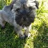 Pretty Puppies, Miniature Schnauzer