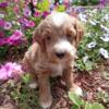 Mini Goldendoodle 8 weeks old Female and Male available