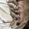 Puppies