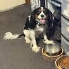 Male cavalier King Charles spaniel for stud