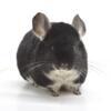 Pair of Mother / Daughter Female Chinchillas  Black Pearl & Standard  