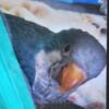 Baby Female blue Quaker Parrot