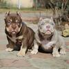 Quality Pocket Bullies Available
