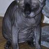 Solid black 12 months old proven stud