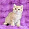 NEW Elite Scottish straight kitten from Europe with excellent pedigree, female. Rumina