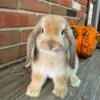 Orange Holland Lop Doe