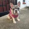 Professional Dog Training & Pet Sitting