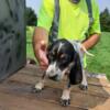 Bonnie- Female Bluetick Coonhound