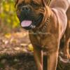 Dogue De Bordeaux Available For Stud Services