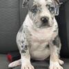 Female xl tri merle pup 