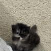 Persion kitten male for sale