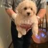 For sale toy poodle puppies