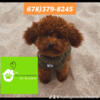 Red Tiny toy poodle stud 4lb akc(breeding services only)