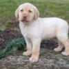 AKC English Lab Puppies Available