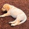 AKC Registered Yellow Female Labrador Retriever Puppies