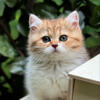 British shorthair kittens