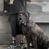 Giant English mastiff puppy’s 