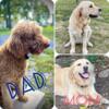 Faye F1 Golden Doodle (Peach bow)