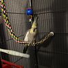 Cockatiel for sale