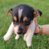 Adorable Jack Russell Puppies