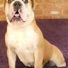 Olde English Bulldogge