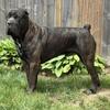 Apollo | Elite Cane Corso Stud ⭐⭐⭐