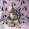 French Bulldogs puppies and adults