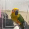 Baby Sun Conure 