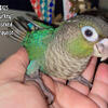 Sweet, Hand Tame Green Cheek Conures Available