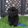 Dirk Sleek Black Yorkiepoo Puppy