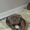 1 year Female American bully